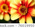 Bright yellow floral background 76019950