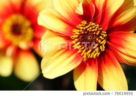 明亮的黃色花卉背景 76019950