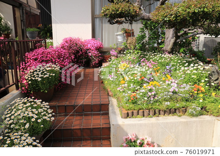 Garden flowers 6 76019971