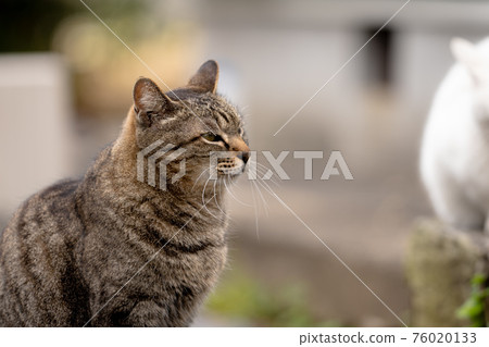 [Cat] Stray cat [Animal] 76020133