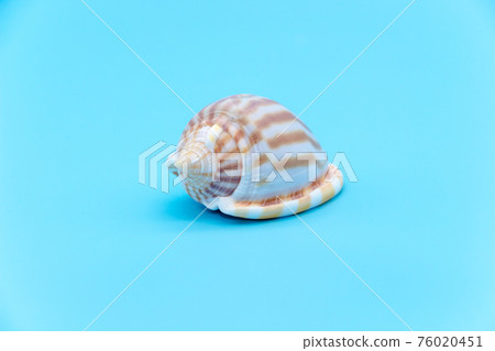 Blue background and shell snails Blue background and shell snails 76020451