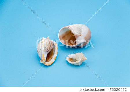 Blue background and shell snails 76020452