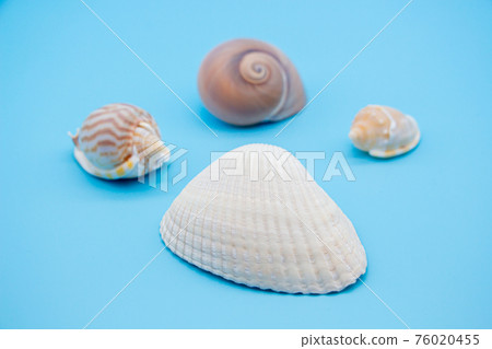 Blue background and shell snails Blue background and shell snails 76020455