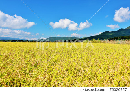 Autumn sky and rice field view Autumn sky and rice field view 76020757