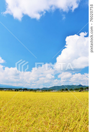 Autumn sky and rice field view 76020758