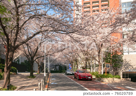 Cherry blossoms in full bloom at Roppongi Sakurazaka 76020789