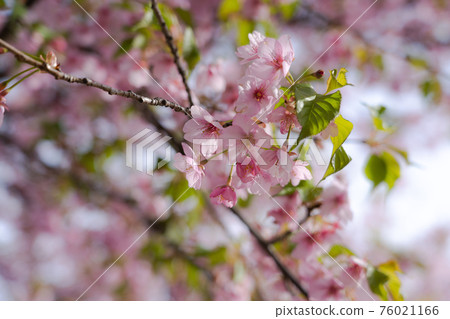 【時令花】櫻花【初春】 76021166