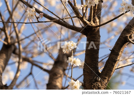 【時令花】櫻花【初春】 76021167