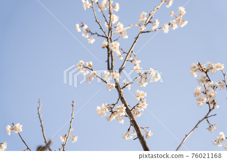 【時令花】櫻花【初春】 76021168