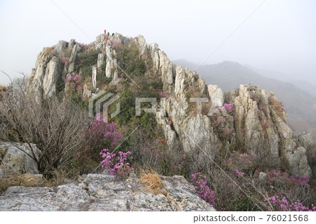 Jujaksan Mountain. Gangjin-gun. Haenam-gun. Bawisan Mountain. Azalea flowers. Candlestick Rock 76021568