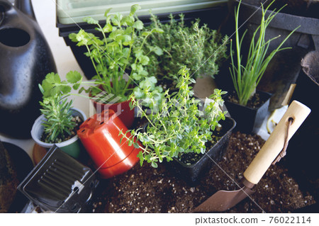 種植香草幼苗 園藝 76022114