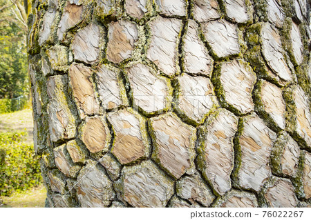 Kyoto Gyoen pine bark Kyoto Gyoen pine bark 76022267