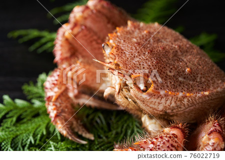 活躍的頭髮蟹 活躍的頭髮蟹 76022719