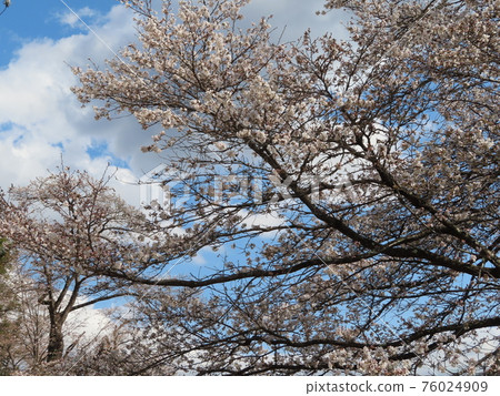 Cherry blossoms in fine weather 76024909