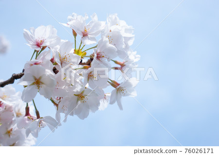 櫻花 櫻花 76026171