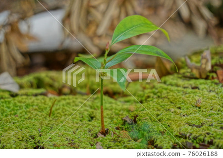 Acorn sprouts grow on acorn stock 76026188