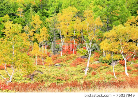 Autumn leaves in Shiga Kogen and Tanohara Marsh 76027949