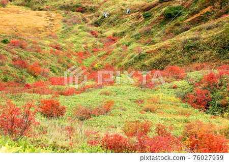 志賀高原 / 山田山口的紅葉 志賀高原 / 山田山口的紅葉 76027959