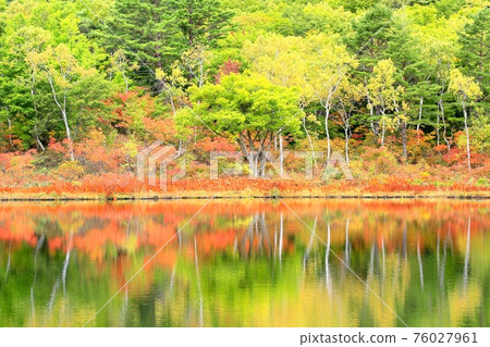 Autumn leaves of Shiga Kogen and Ichinuma Autumn leaves of Shiga Kogen and Ichinuma 76027961