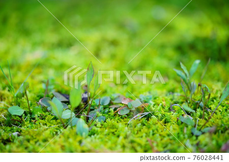 早春,青苔花園裡發芽的嫩葉 1 早春,青苔花園裡發芽的嫩葉 1 76028441