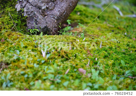 早春,青苔花園裡萌發的嫩葉 6 早春,青苔花園裡萌發的嫩葉 6 76028452