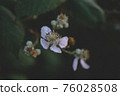 Spring flower  76028508