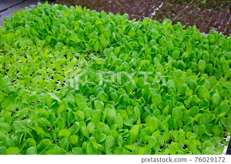 Fresh young green lettuce seedlings in cassette tray Fresh young green lettuce seedlings in cassette tray 76029172