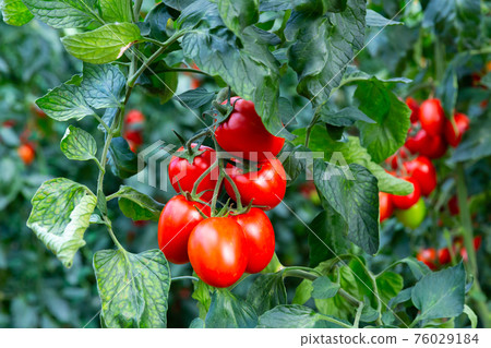 Cluster of ripe red plum tomatoes in green foliage Cluster of ripe red plum tomatoes in green foliage 76029184