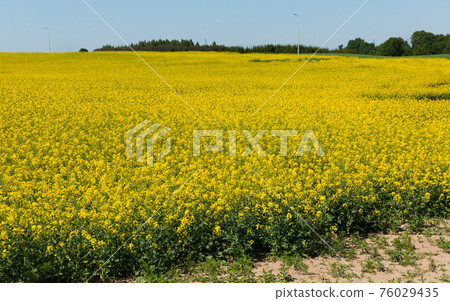 Flowering rape field with in the landscape in Poland 76029435