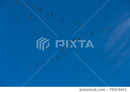 Flock of birds in blue sky 76029441