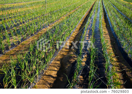 Growing green onions 76029803
