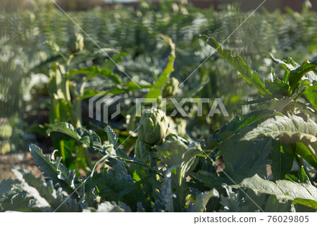 Closeup of artichoke on field Closeup of artichoke on field 76029805