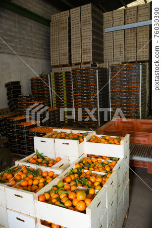 Interior of citrus fruits warehouse with boxes 76030390