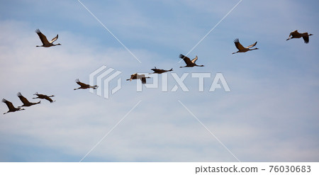 Flight of migrating cranes in cloud sky Flight of migrating cranes in cloud sky 76030683