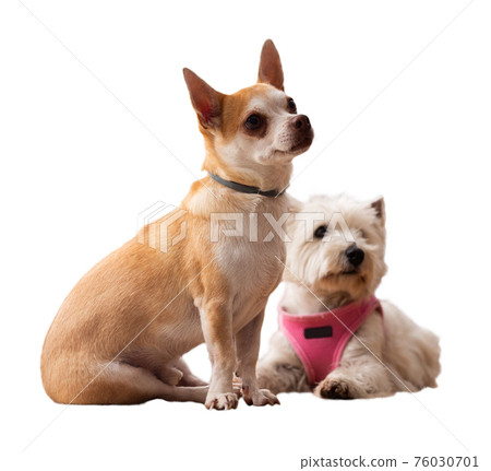 Portrait of chihuahua and west highland terrier dogs 76030701