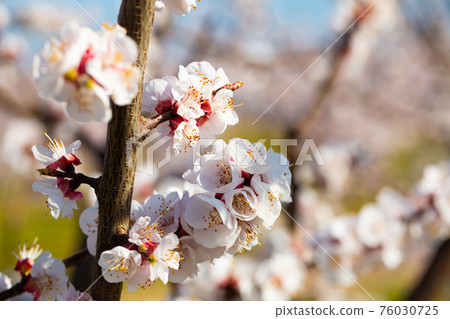 Close-up of blossoming of apricots in the fields and meadows Close-up of blossoming of apricots in the fields and meadows 76030725
