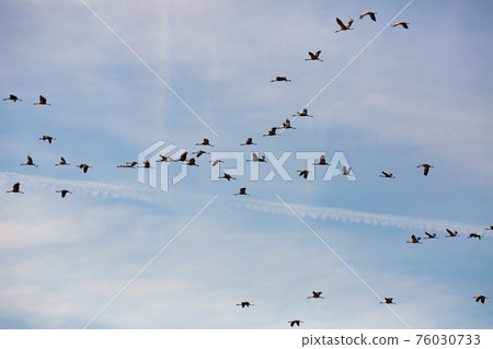 Flock of cranes flying in sky Flock of cranes flying in sky 76030733