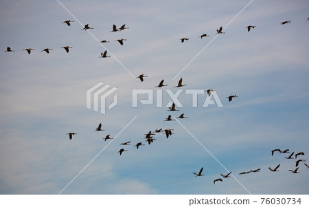 Flock of cranes flying in sky Flock of cranes flying in sky 76030734