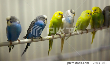 Variegated multi-colored budgerigars Variegated multi-colored budgerigars 76031010