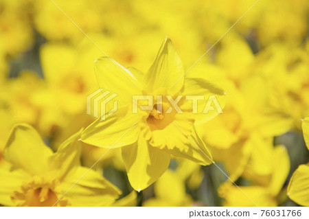 Narcissus Narcissus 76031766