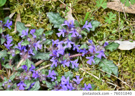 Ajuga decumbens flower 76031840