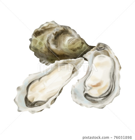 帶殼水彩觸摸牡蠣 76031898