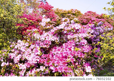 Tatebayashi City, Gunma Prefecture Tsutsujigaoka Park Nationally designated scenic spot Kashigaoka 76032102