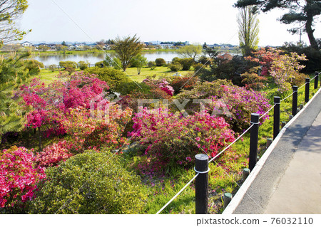群馬縣館林市 築地丘公園 從柏岡眺望的國家指定風景名勝城沼 群馬縣館林市 築地丘公園 從柏岡眺望的國家指定風景名勝城沼 76032110
