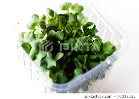 Kaiware daikon,因為它在包裝中 Kaiware daikon,因為它在包裝中 76032185