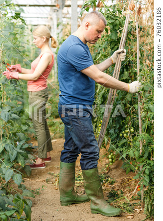 Farmer making supports for tomato plants Farmer making supports for tomato plants 76032186