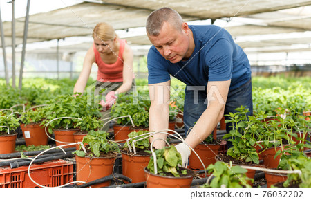 Couple of gardeners attentively arranging spearmint seedlings Couple of gardeners attentively arranging spearmint seedlings 76032202