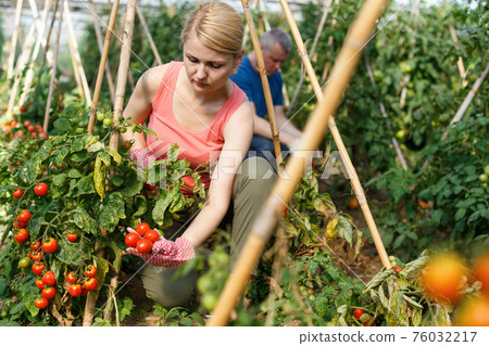 Woman with husband examining harvest of tomatoes 76032217