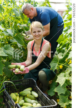 Couple of professional gardeners in aprons picking cucumbers 76032220