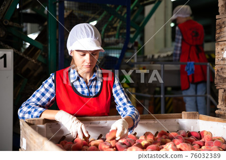 Woman employee working at a fruit warehouse, preparing a peaches for packaging 76032389